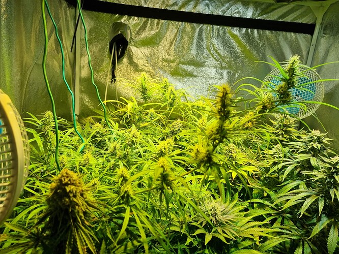 Mehrere blühende Cannabispflanzen in einem Growzelt, beleuchtet von einer Lampe, mit einem Ventilator im Hintergrund.
