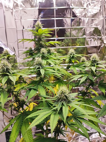 Growreport Bild 3