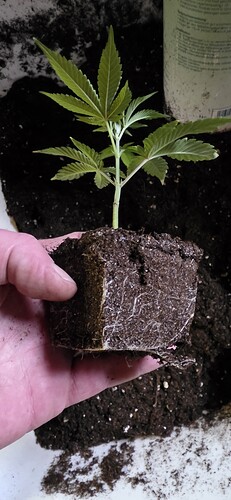 Growreport Bild 20