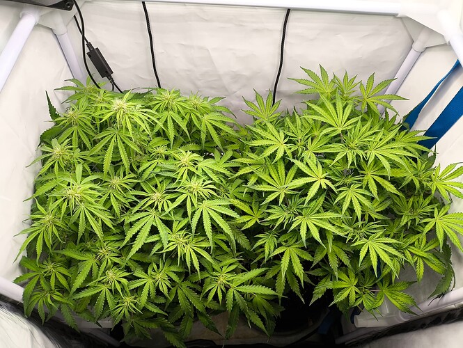 Growreport Bild 30