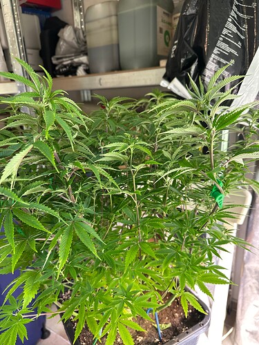 Growreport Bild 36