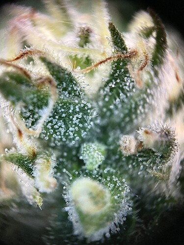 Growreport Bild 25
