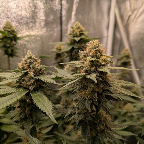 Growreport Bild 11