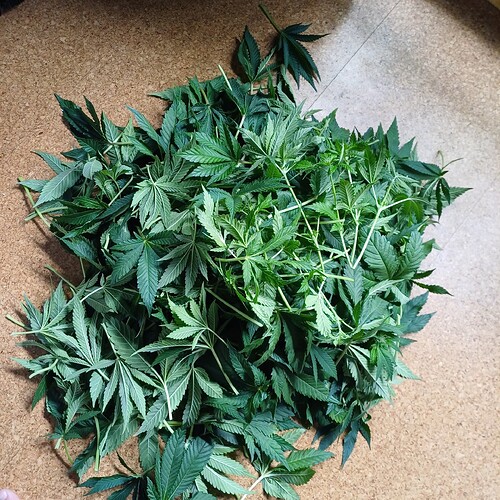 Growreport Bild 37