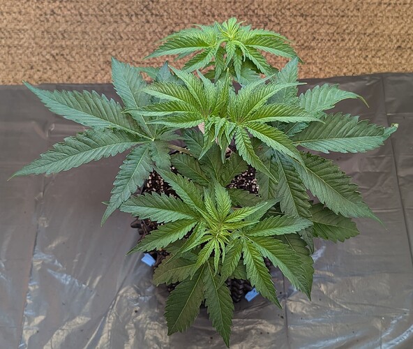 PXL_20250418_071654073.MP~2