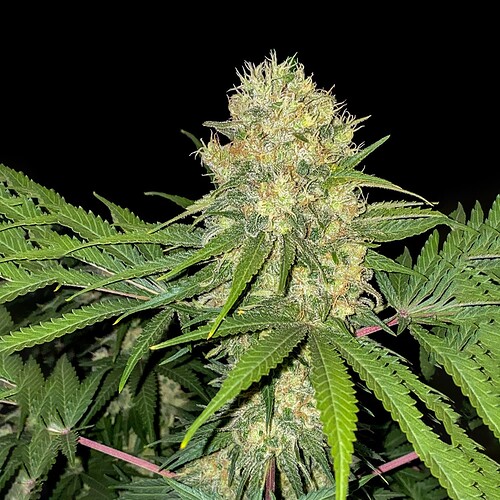 ganja-skunk-fast-version