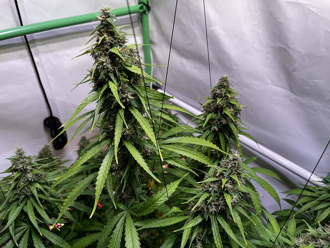 Growreport Bild 9