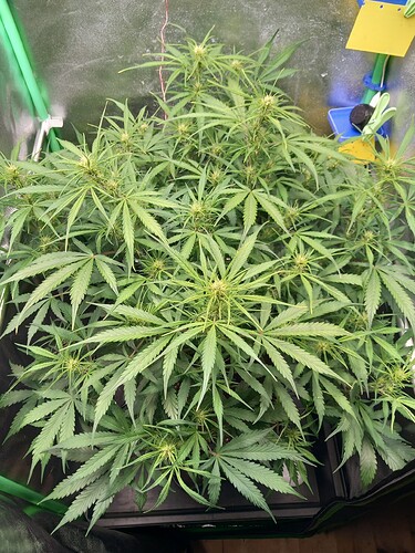 Growreport Bild 5