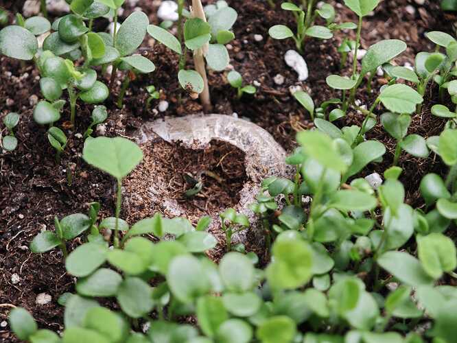 Growreport Bild 1