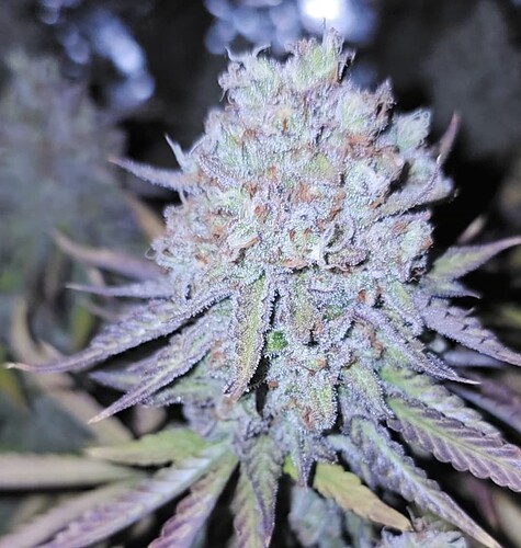 Screenshot_20241101_091631_Gallery