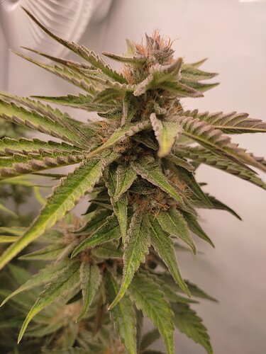 Growreport Bild 55