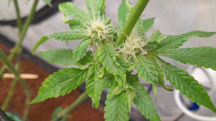 Growreport Bild 1