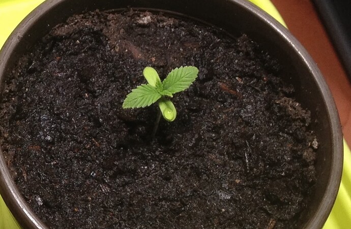 Growreport Bild 19