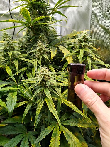 IMG_20240530_140951803_HDR