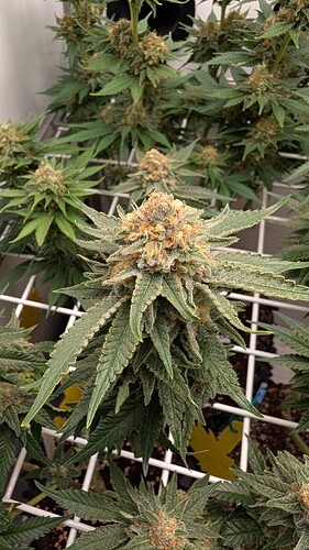 Growreport Bild 18