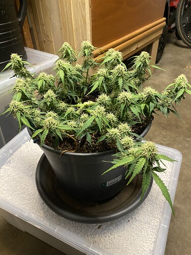 Growreport Bild 34