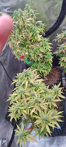 IMG_20251209_201538967_HDR