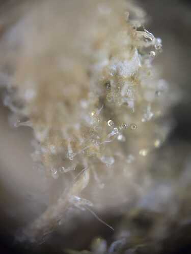 Growreport Bild 3