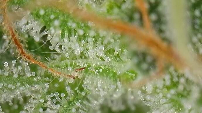 Growreport Bild 33