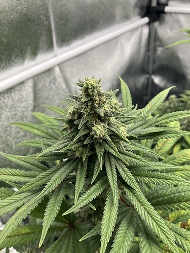 Growreport Bild 3