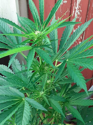 Growreport Bild 51