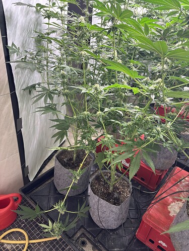 Growreport Bild 15