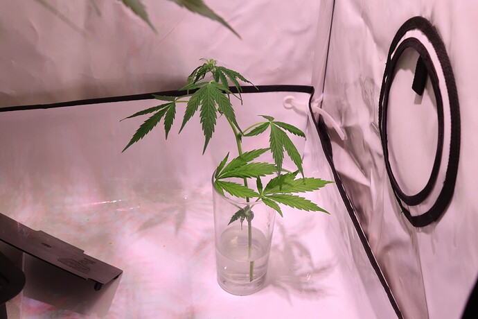 Growreport Bild 2