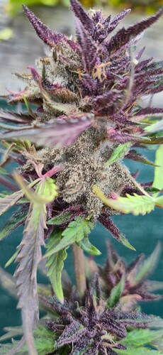 Growreport Bild 5