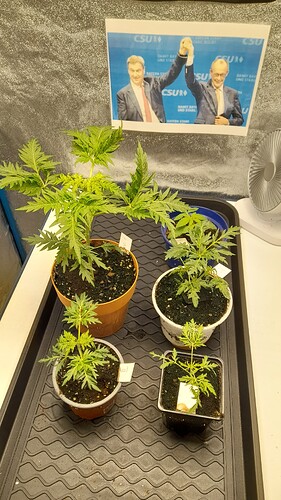 Growreport Bild 1