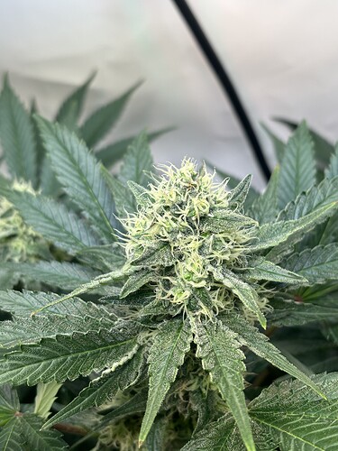 Growreport Bild 15