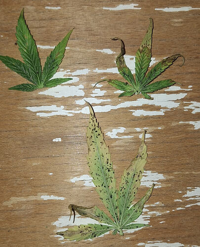 Growreport Bild 2