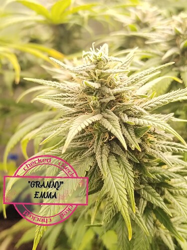 Growreport Bild 1