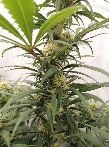 Growreport Bild 38