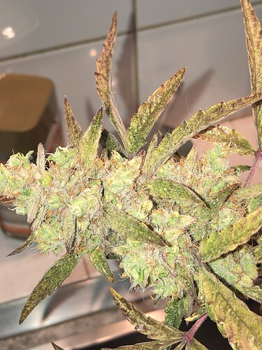 Growreport Bild 3