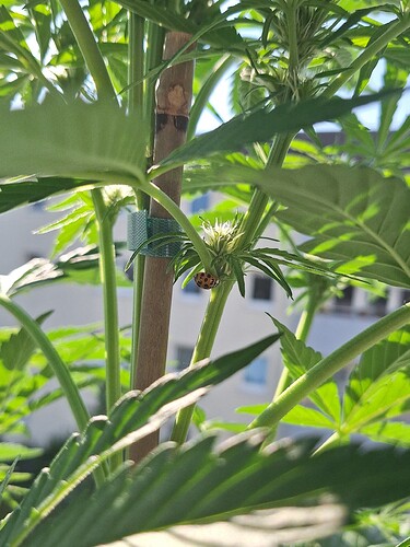 Growreport Bild 27