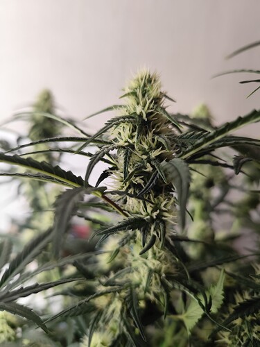 Growreport Bild 7