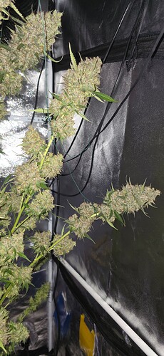 Growreport Bild 66