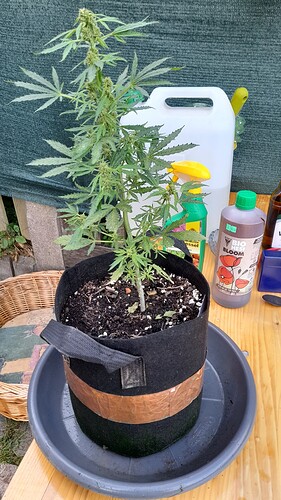 Growreport Bild 12
