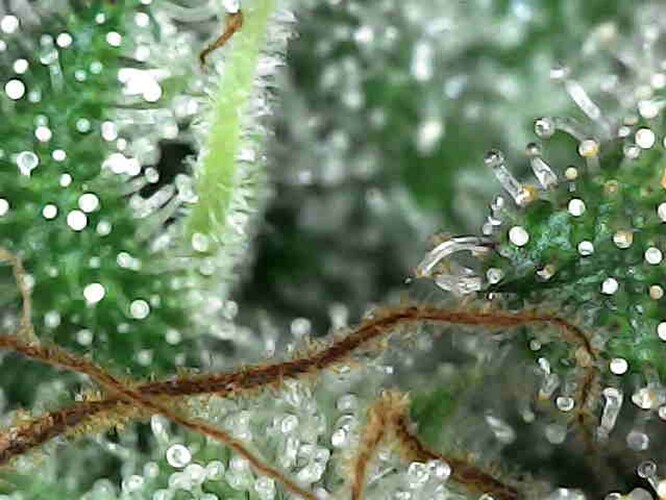 Growreport Bild 17