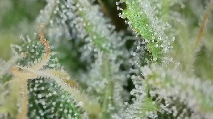 Growreport Bild 41