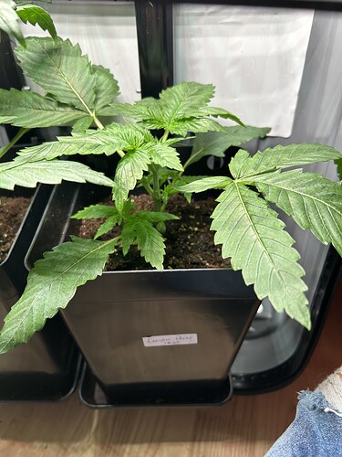Growreport Bild 6