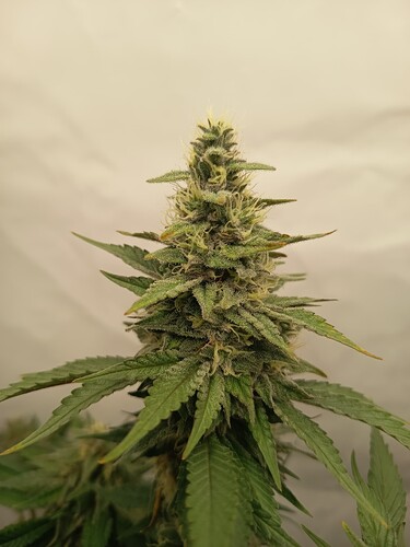 Growreport Bild 36