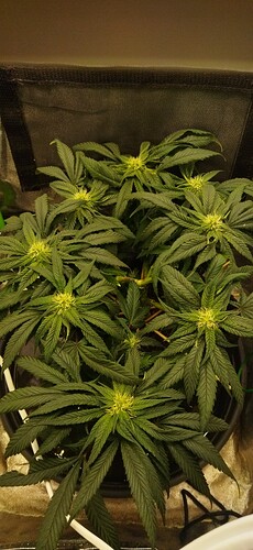 Growreport Bild 7
