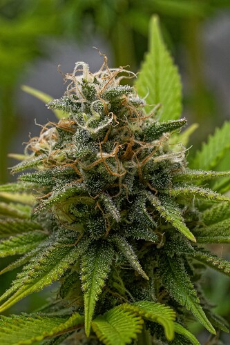 Growreport Bild 22