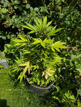 Growreport Bild 15