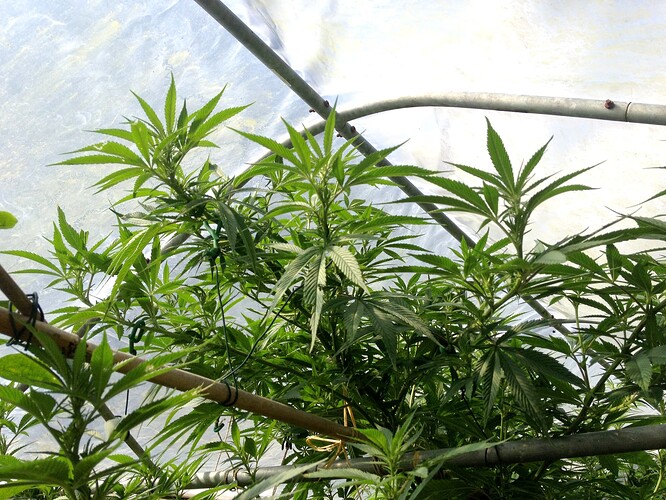 Grow25_0904-5_20