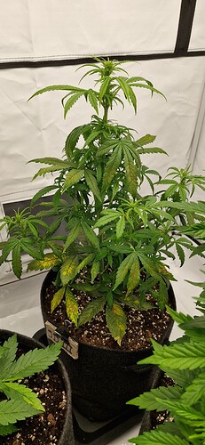 Growreport Bild 1