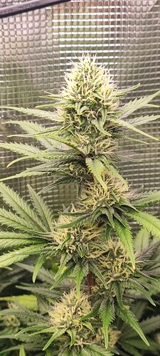 Growreport Bild 6