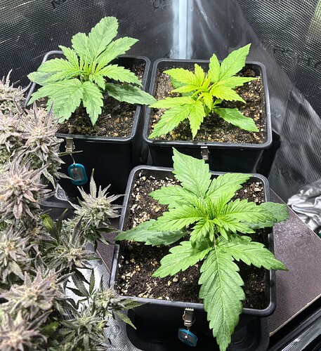 Growreport Bild 8