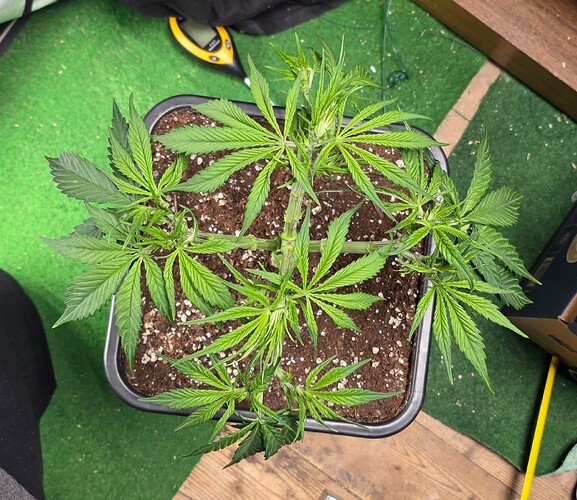 Growreport Bild 4